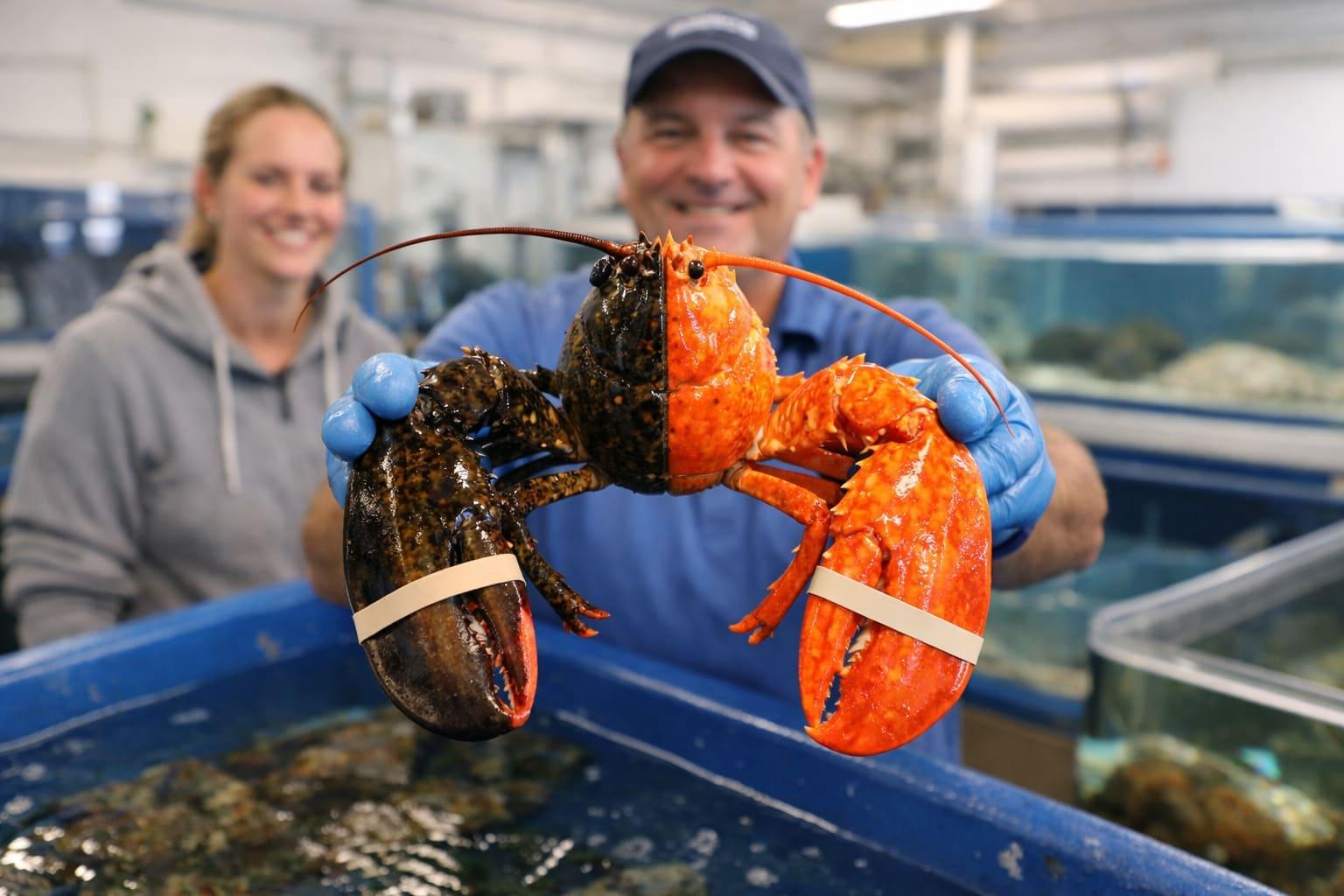 Rare two-colored lobster caught by fishermen off Cape Cod donated to aquarium