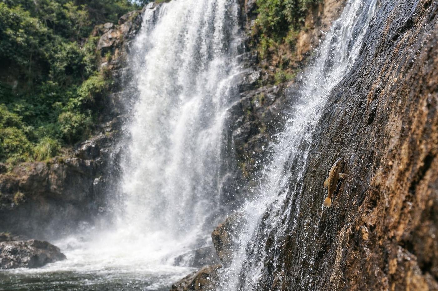 Tiny African fish caught climbing to the top of a 50-foot waterfall