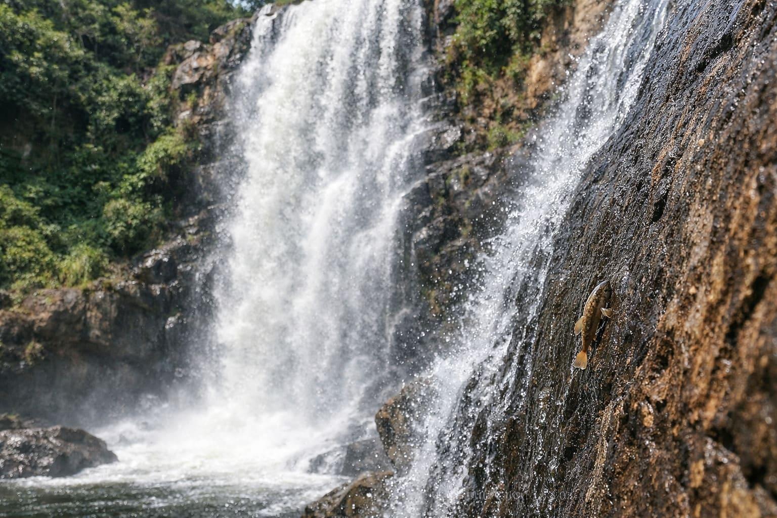 Tiny African fish caught climbing to the top of a 50-foot waterfall